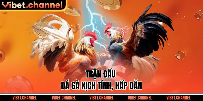 Trận đấu đá gà kịch tính, hấp dẫn